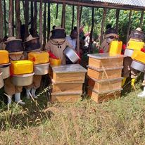 Lire la suite à propos de l’article RDC : Alerte sur le trafic d’abeilles , un fleau qui menace l’Économie et les apiculteurs