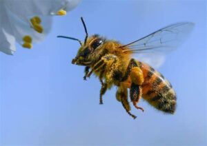 Lire la suite à propos de l’article Célébration à Bukavu de la journée mondiale des abeilles